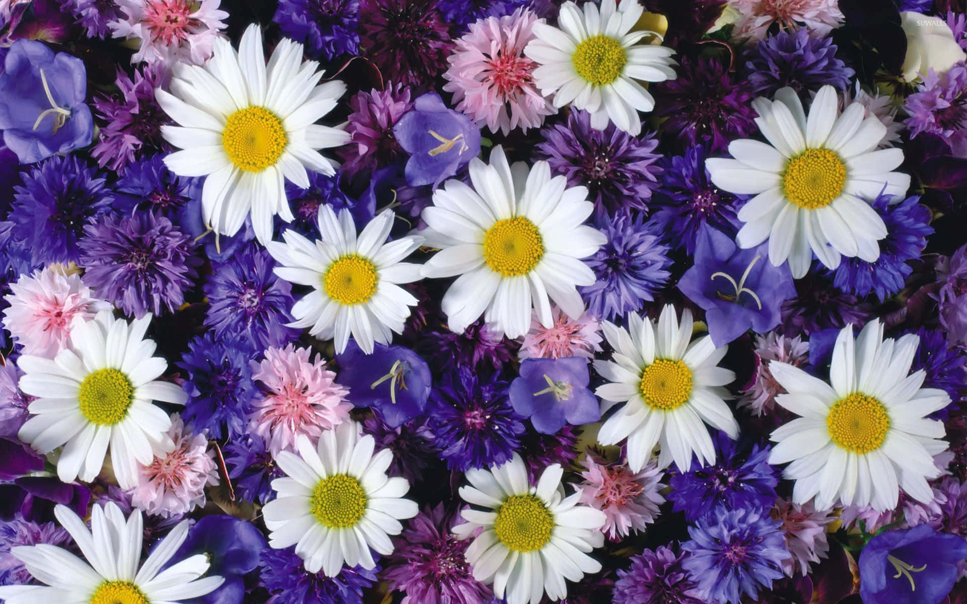 vibrant daisies, white daisies, yellow centers, Full HD Desktop Wallpaper