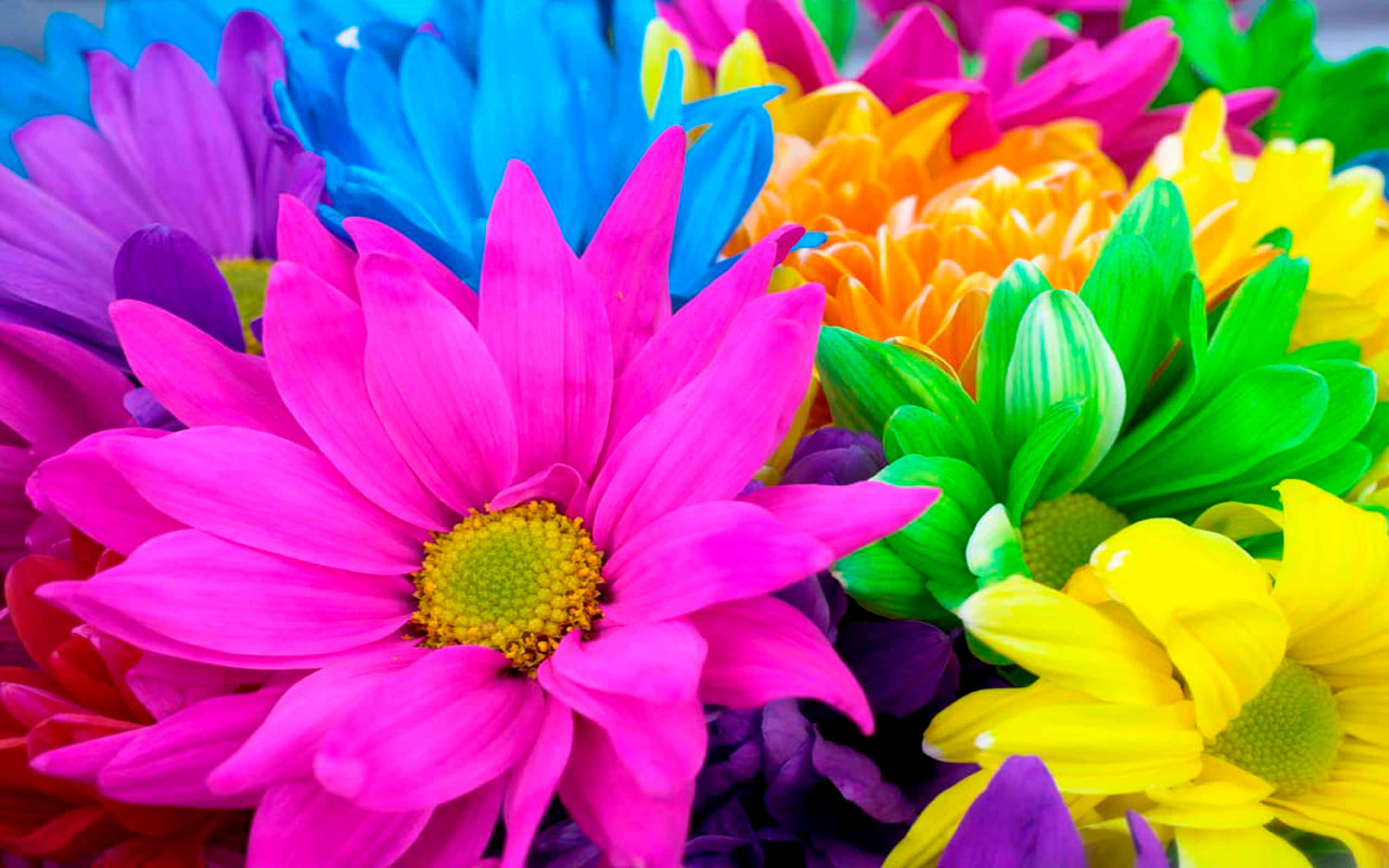 Colorful Daisies, vibrant bouquet, multicolored daisies, 2K Desktop Wallpaper