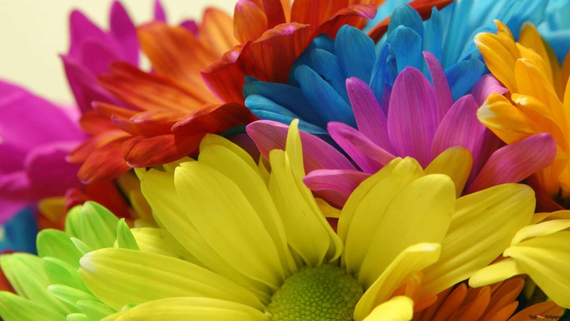 Colorful Daisies, yellow, pink, Full HD Desktop Wallpaper