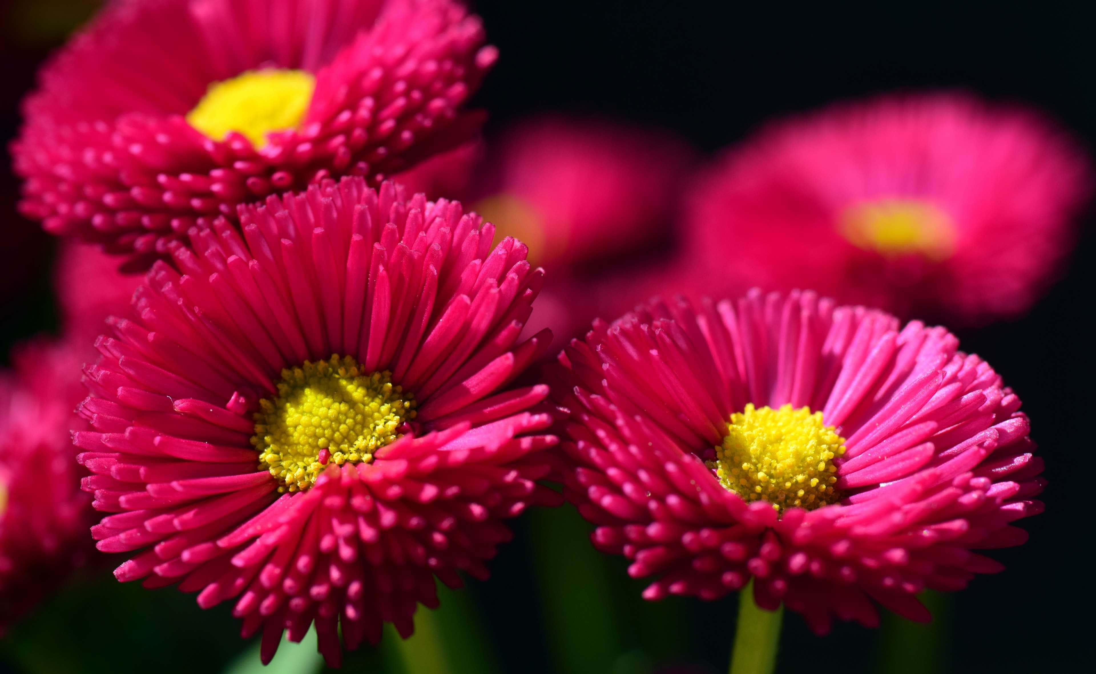 Hot Pink Colorful Daisies, vibrant pink daisies, bright yellow centers, 4K Desktop Wallpaper
