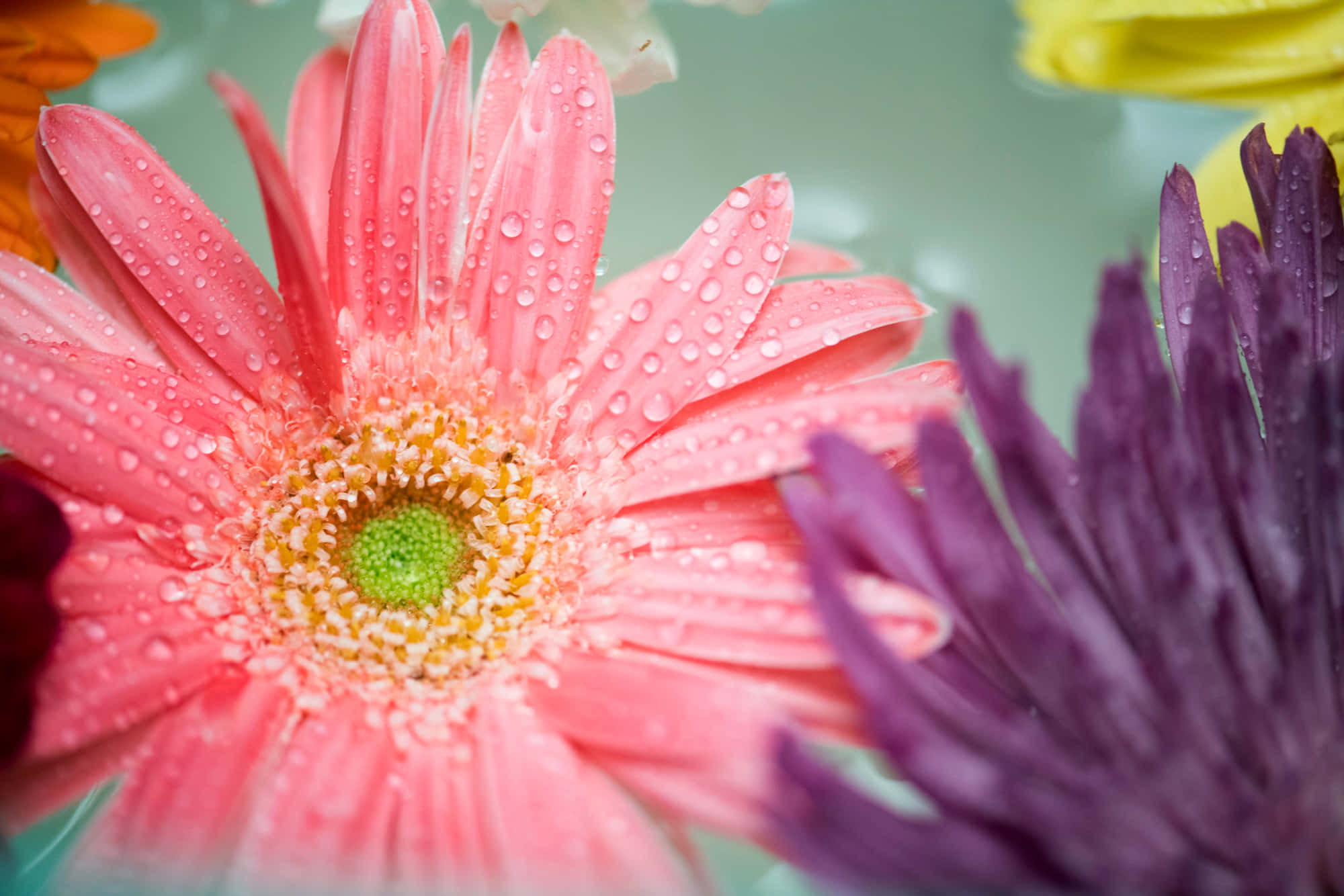 pink gerbera daisy, dewdrops, purple flowers, Full HD Desktop Wallpaper