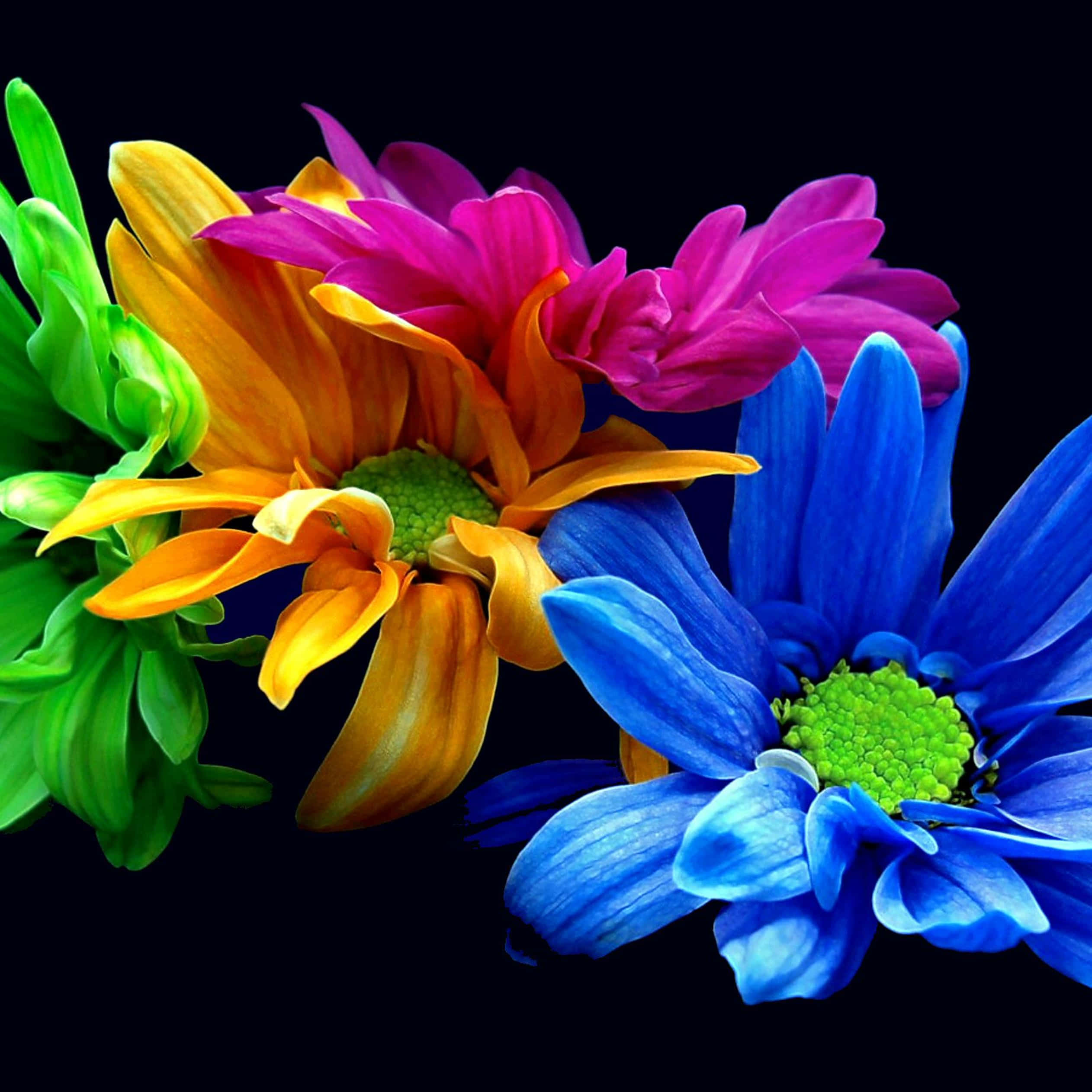 Colorful Daisies, stark black background, bold orange, Full HD Desktop Wallpaper