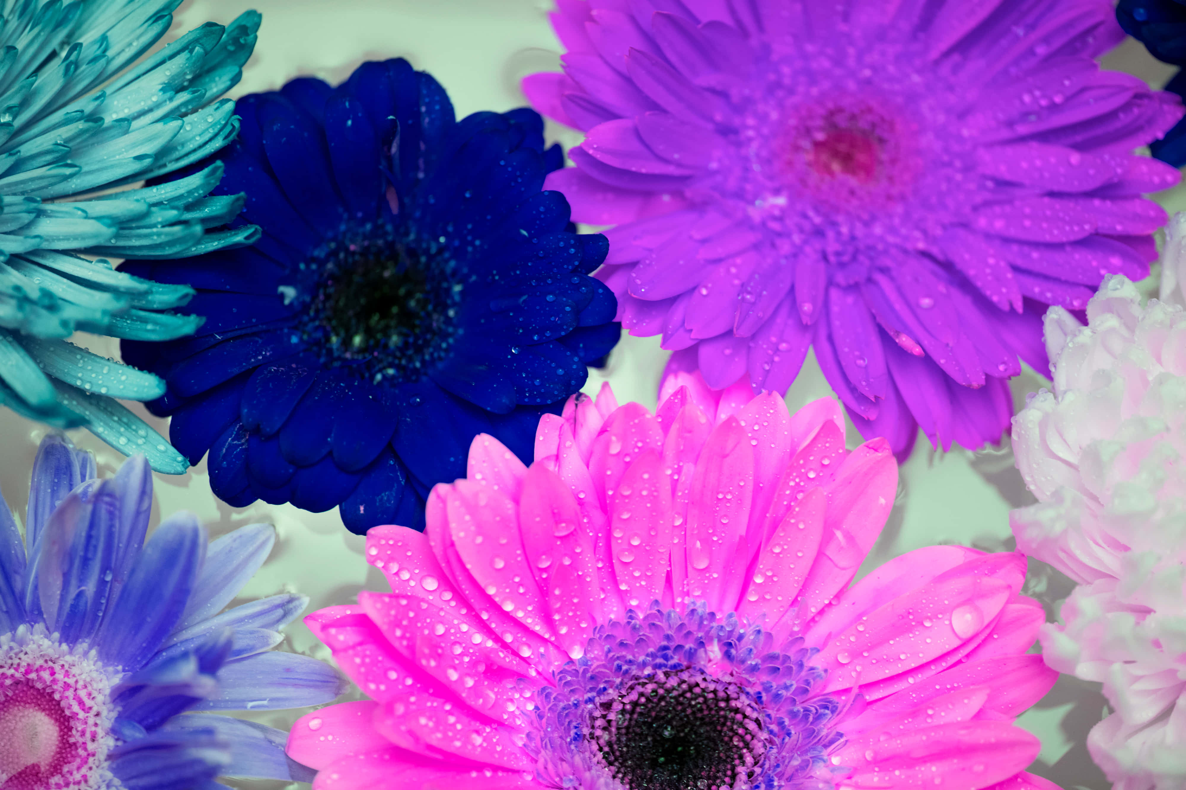 electric pink, blue, purple, 4K Desktop Wallpaper