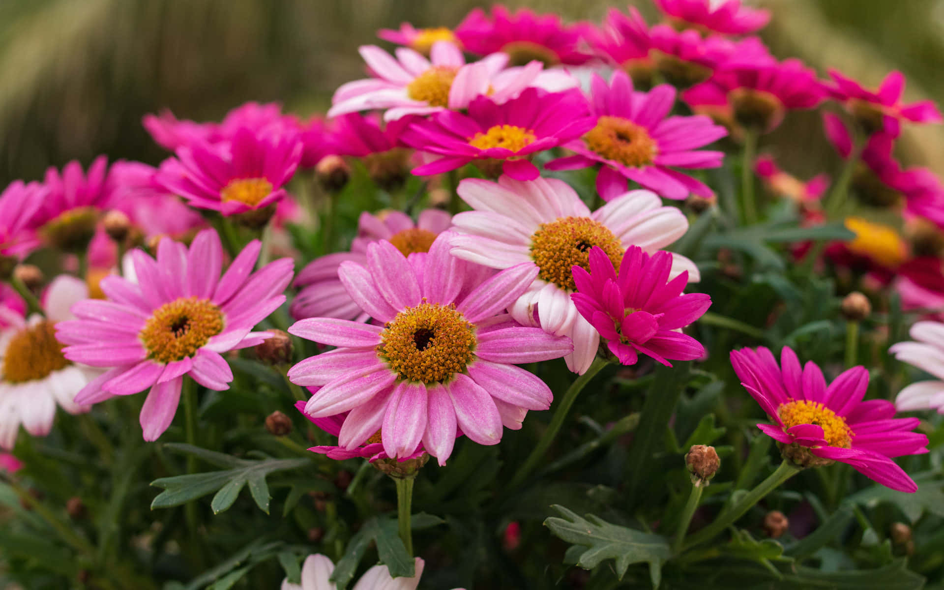 pink and white daisies, golden centers, soft green foliage, Full HD Desktop Wallpaper