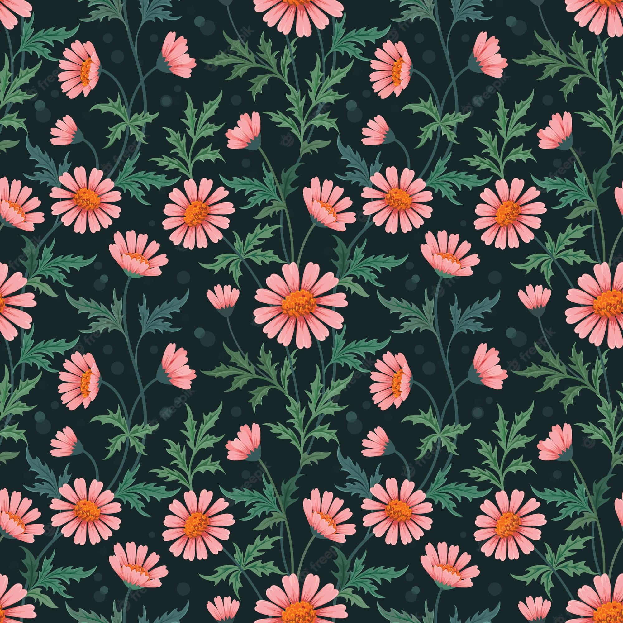 Colorful Daisies, pink daisies, orange centers, Full HD Desktop Wallpaper