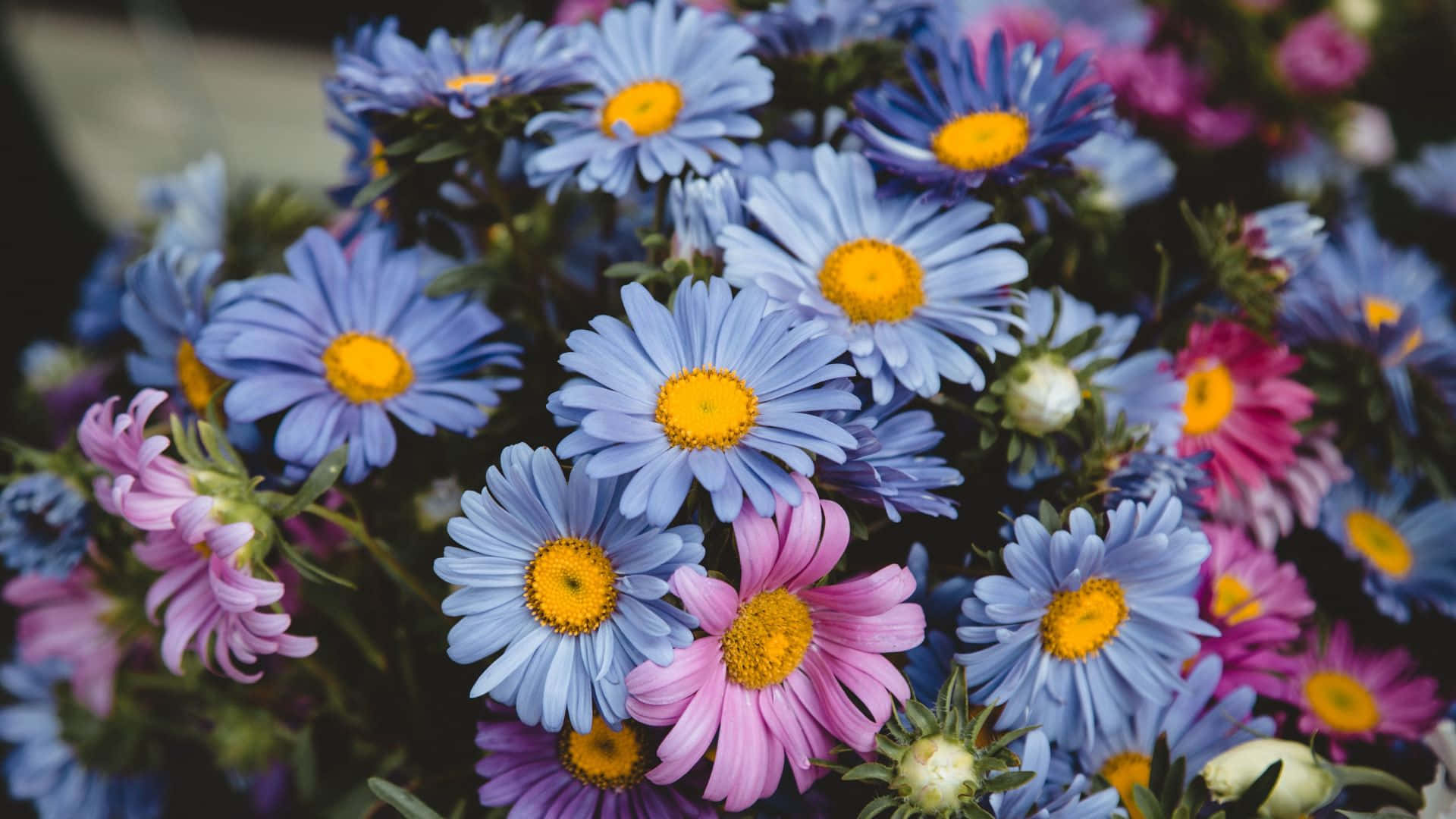 Colorful Daisies, vibrant blue, pink, Full HD Desktop Wallpaper