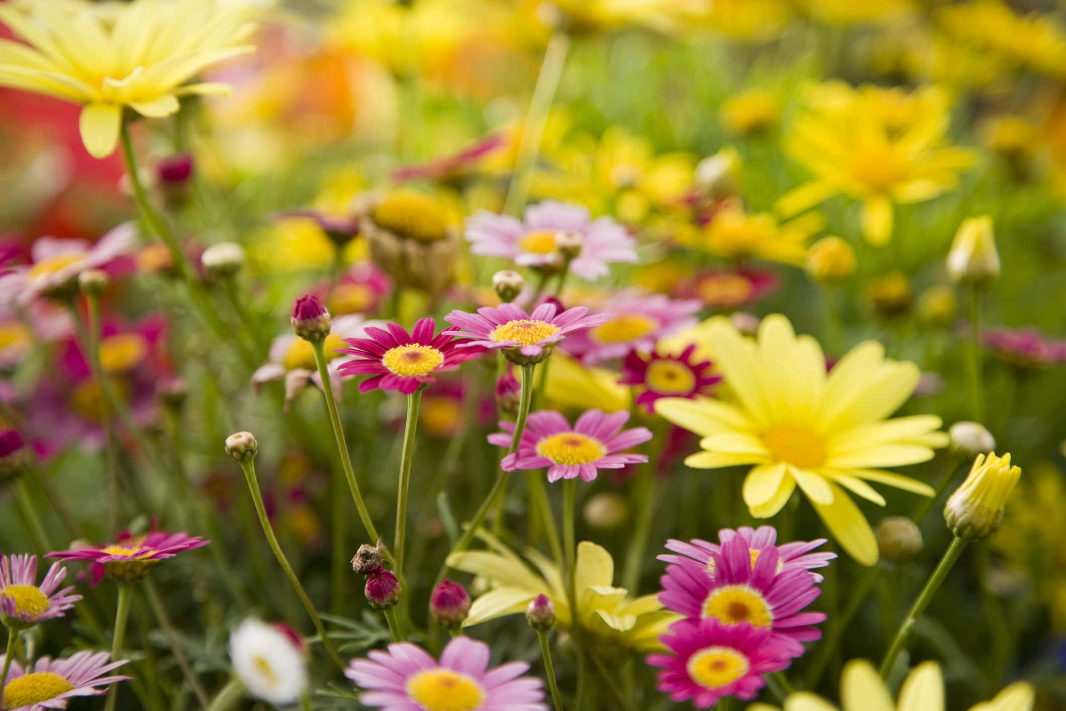 pink daisies, yellow daisies, green stems, Full HD Desktop Wallpaper