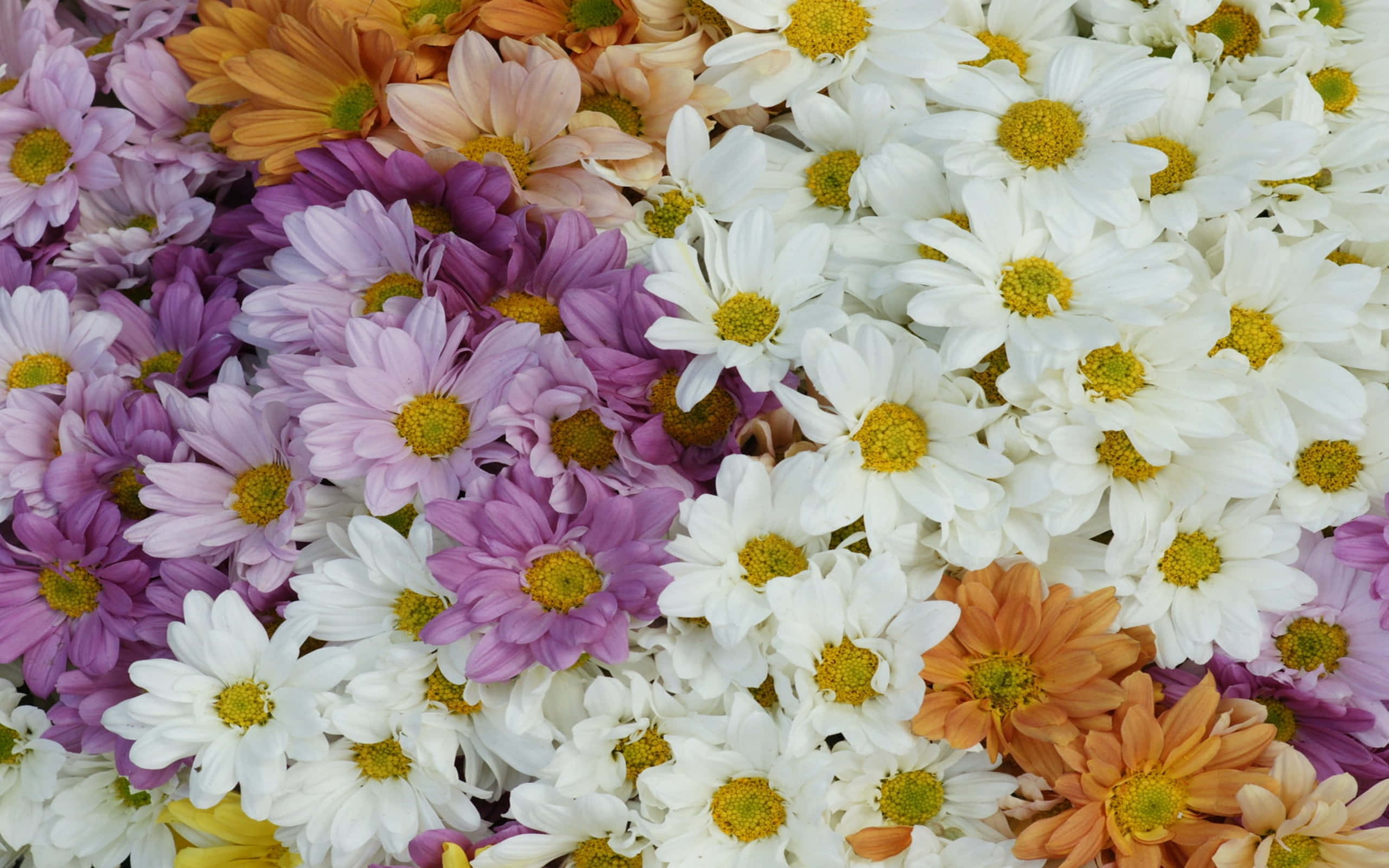 colorful daisies, white, purple, 2K Desktop Wallpaper