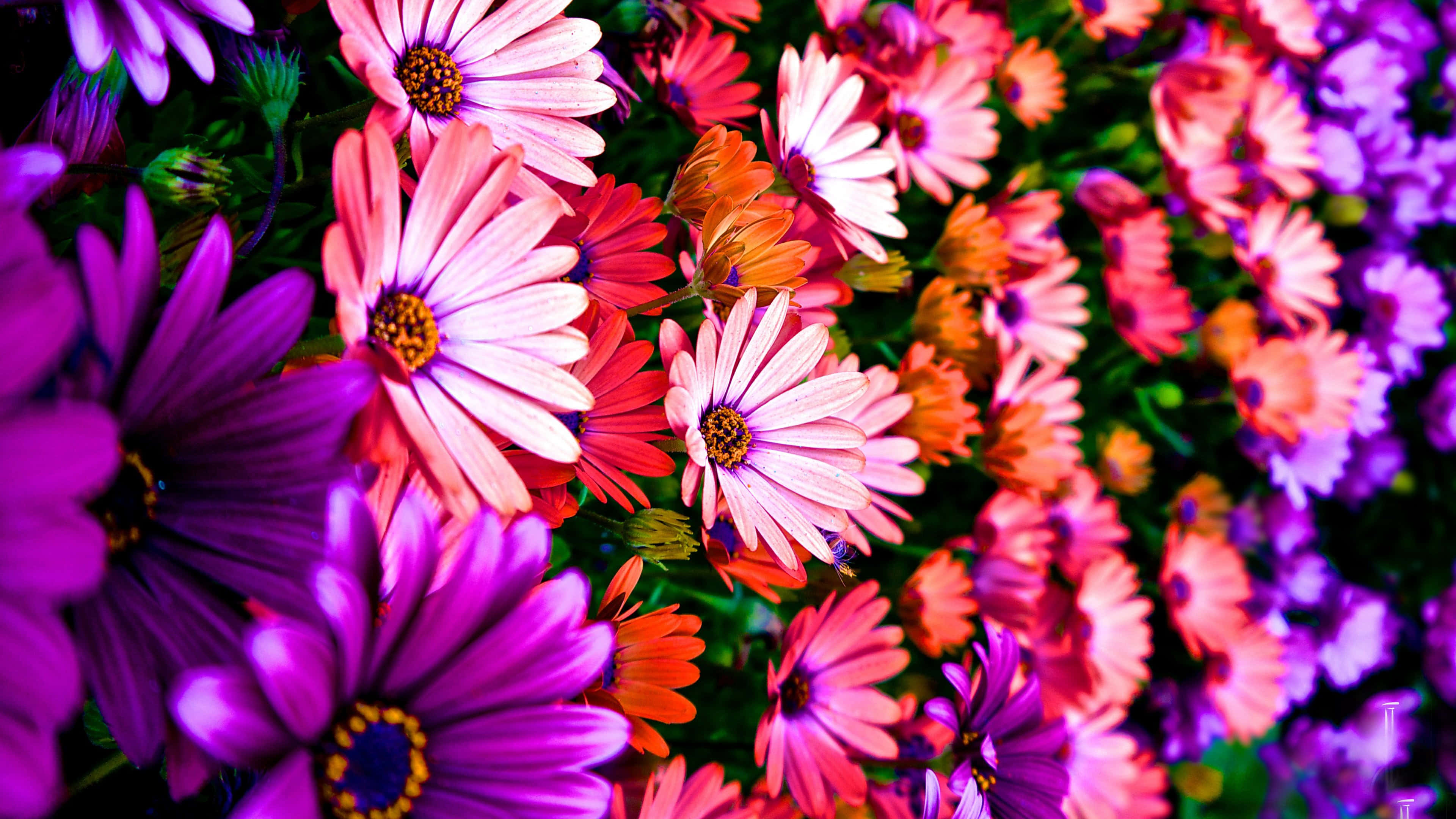 colorful daisies, pink, orange, 4K Desktop Wallpaper