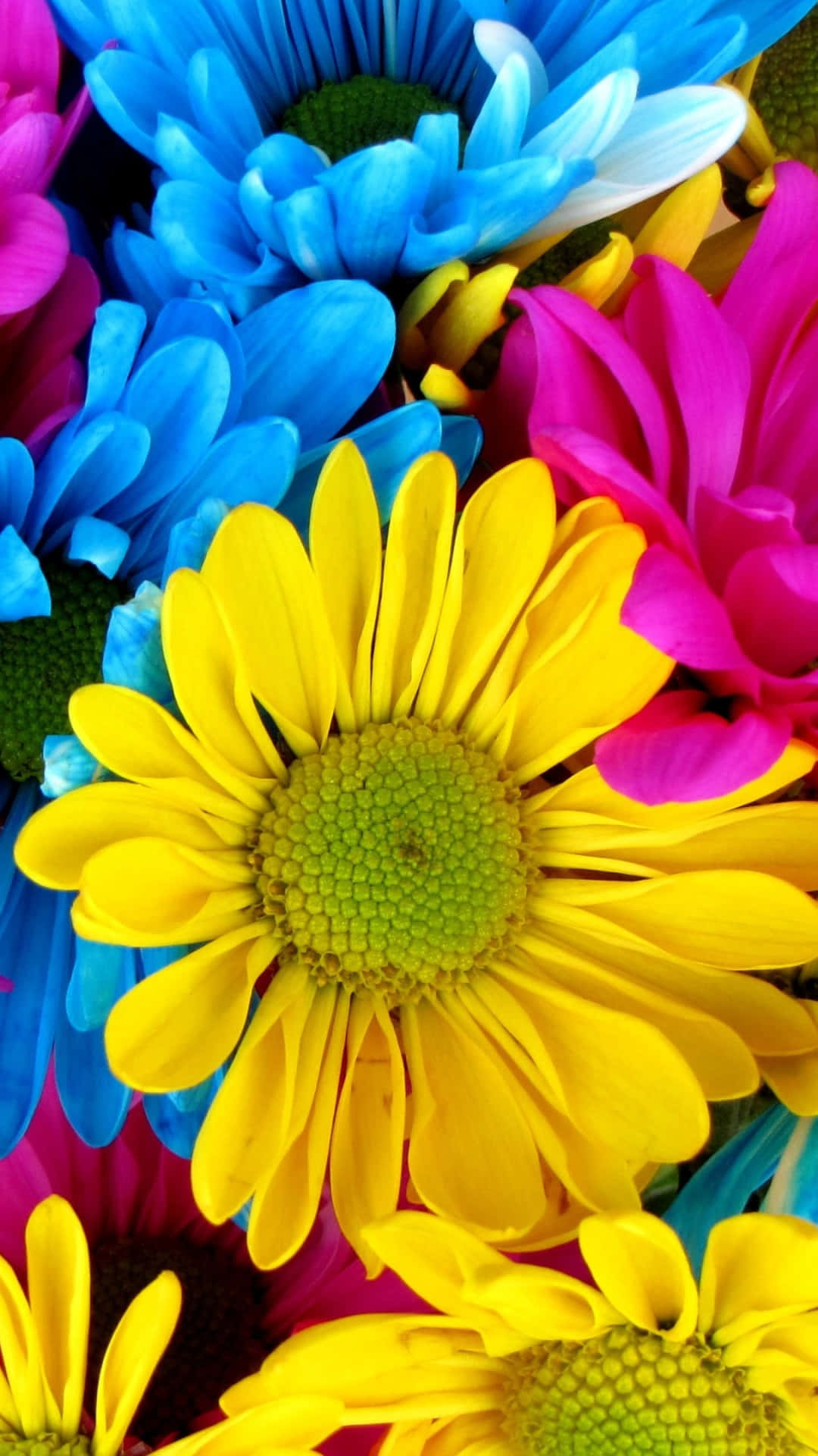 Colorful Daisies, electric blue, pink, Full HD Phone Wallpaper