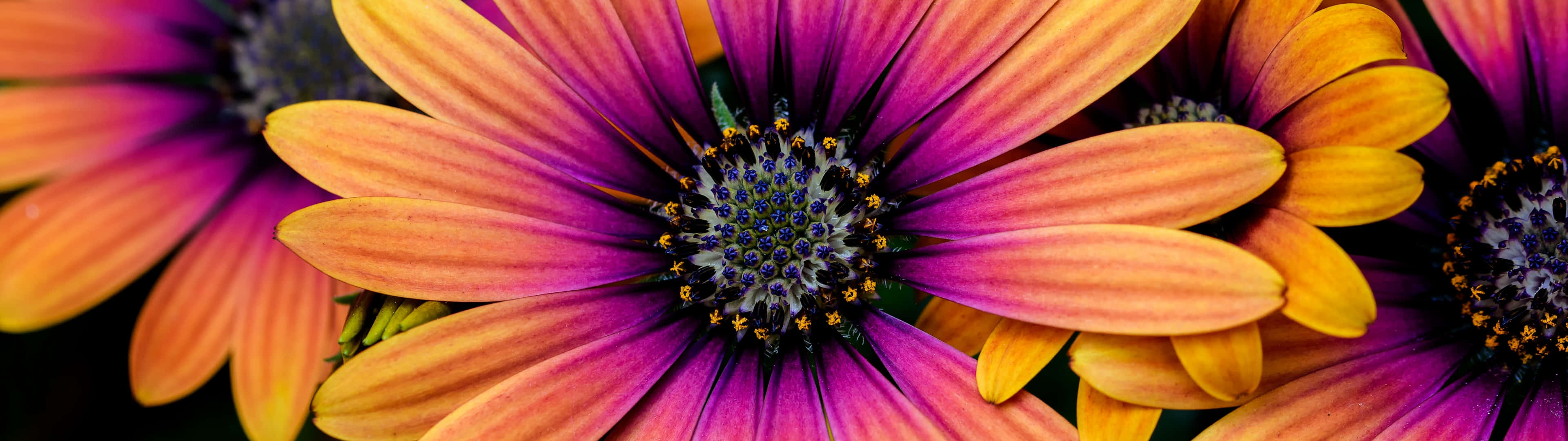 colorful daisies, gradient petals, orange to purple, 4K Desktop Wallpaper