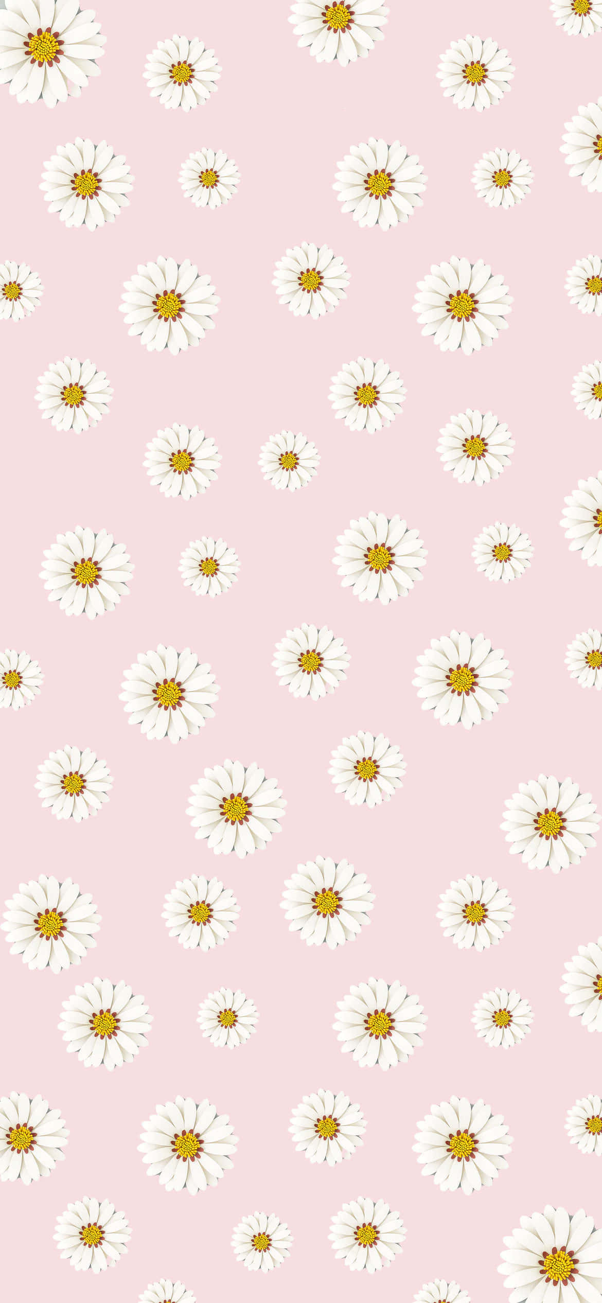 colorful daisies, soft pink background, white daisies, Full HD Phone Wallpaper