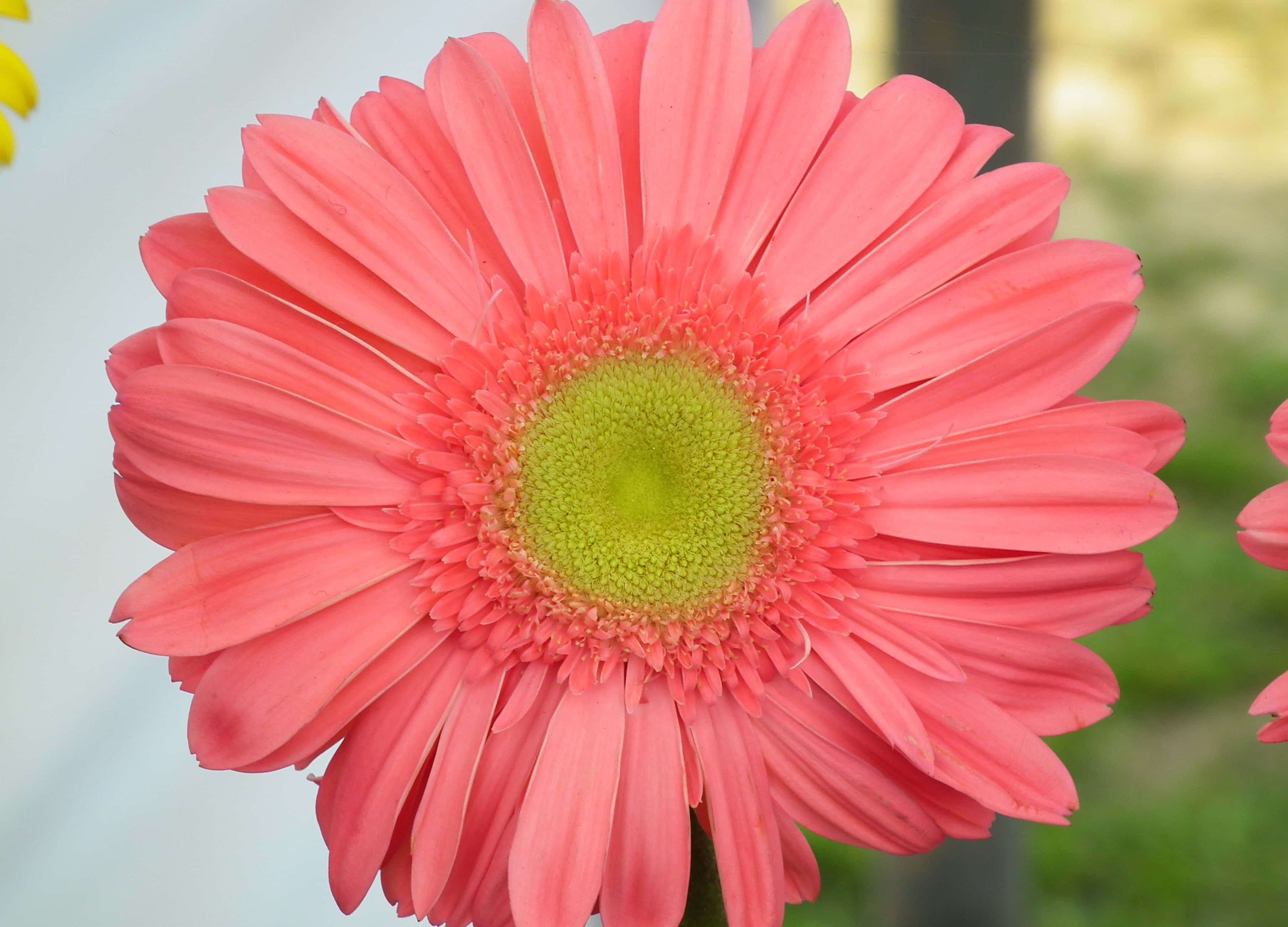 Colorful Daisies, coral gerbera daisy, bright green center, 2K Desktop Wallpaper