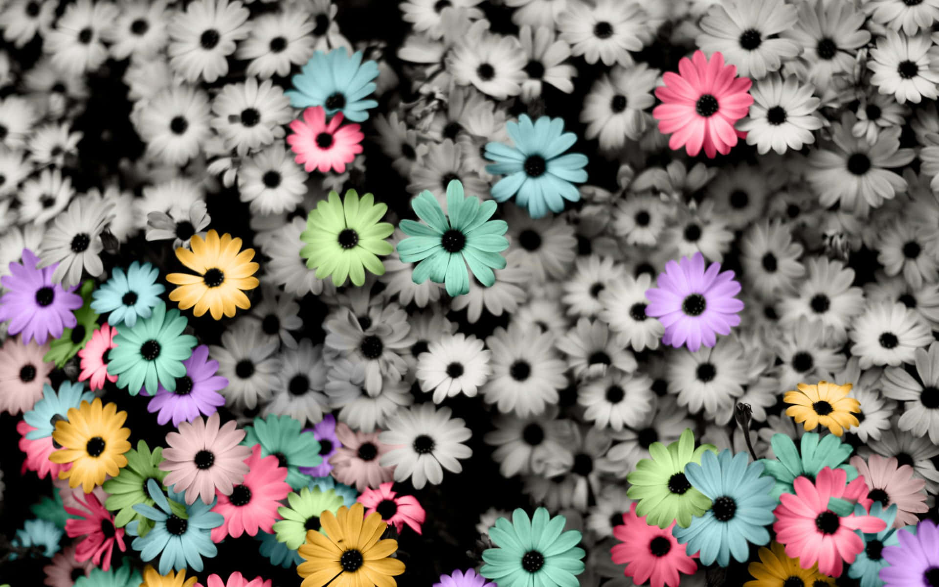 colorful daisies, Summer day, vibrant multicolored daisies, Full HD Desktop Wallpaper