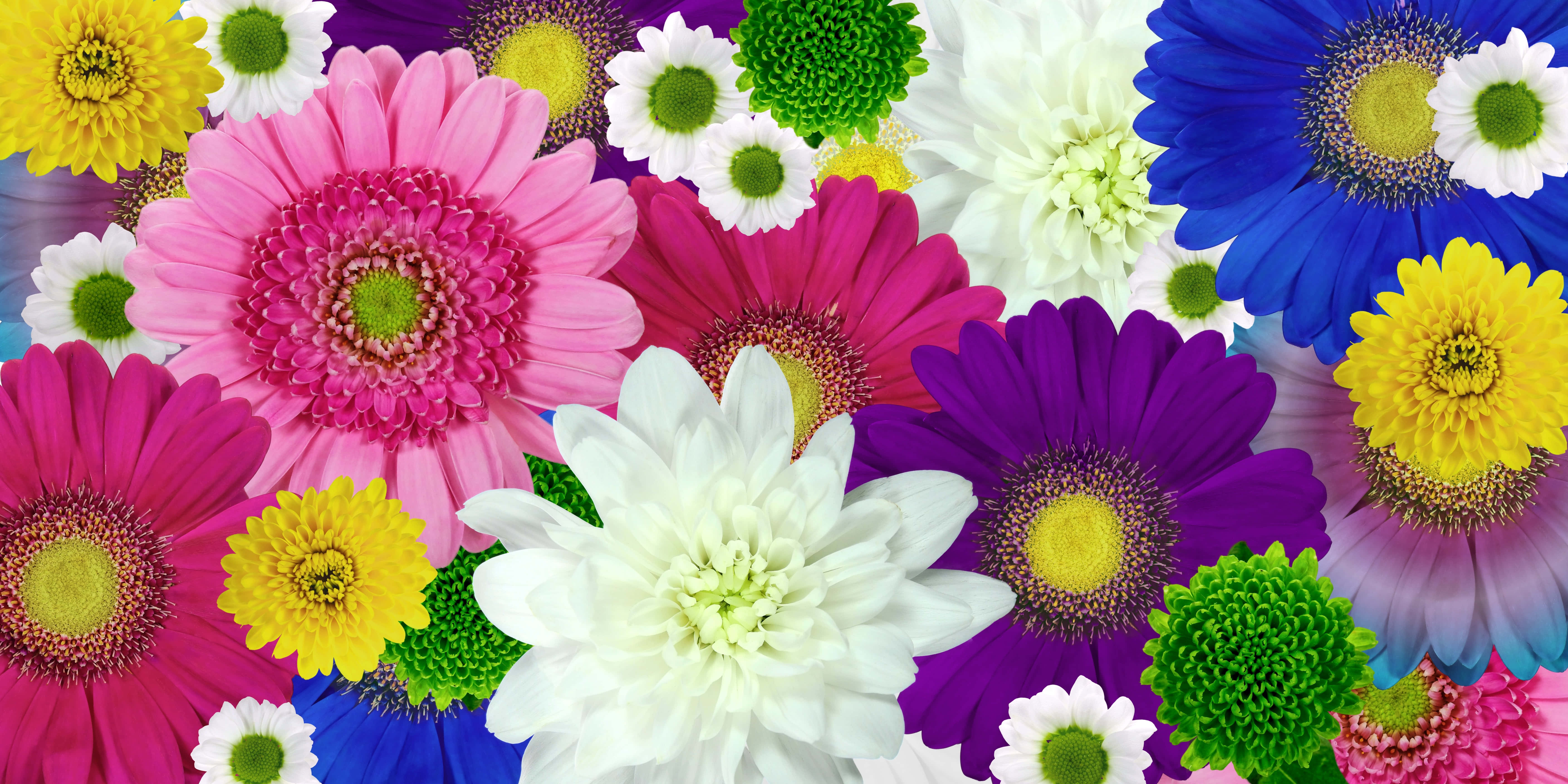 colorful daisies, gerbera daisies, chrysanthemums, 5K Desktop Wallpaper
