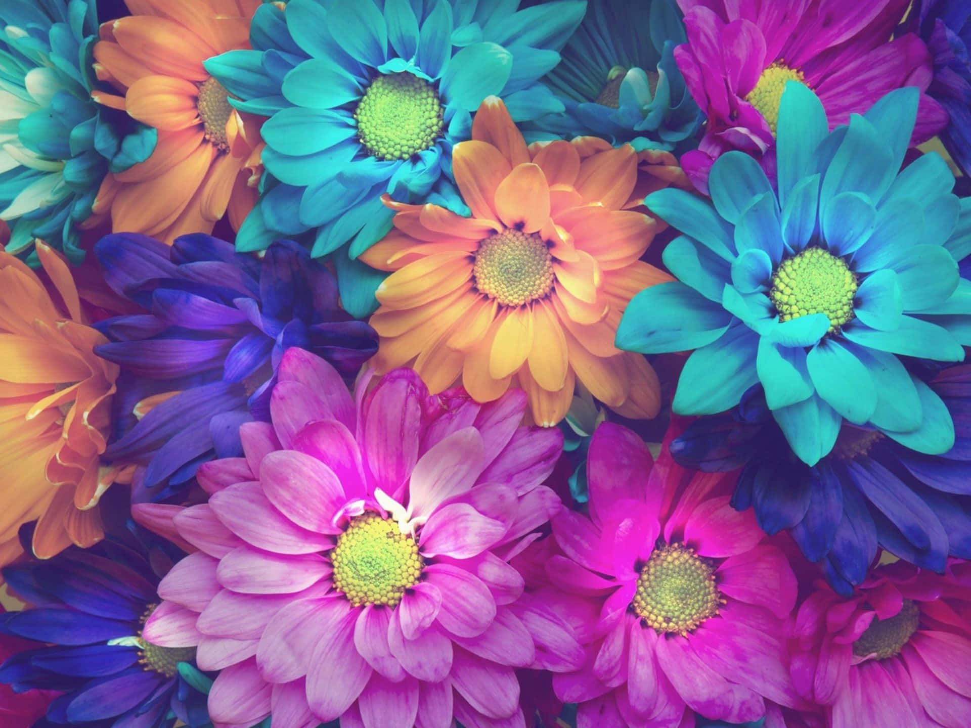 Colorful Daisies, multicolored daisies, electric hues, Full HD Desktop Wallpaper