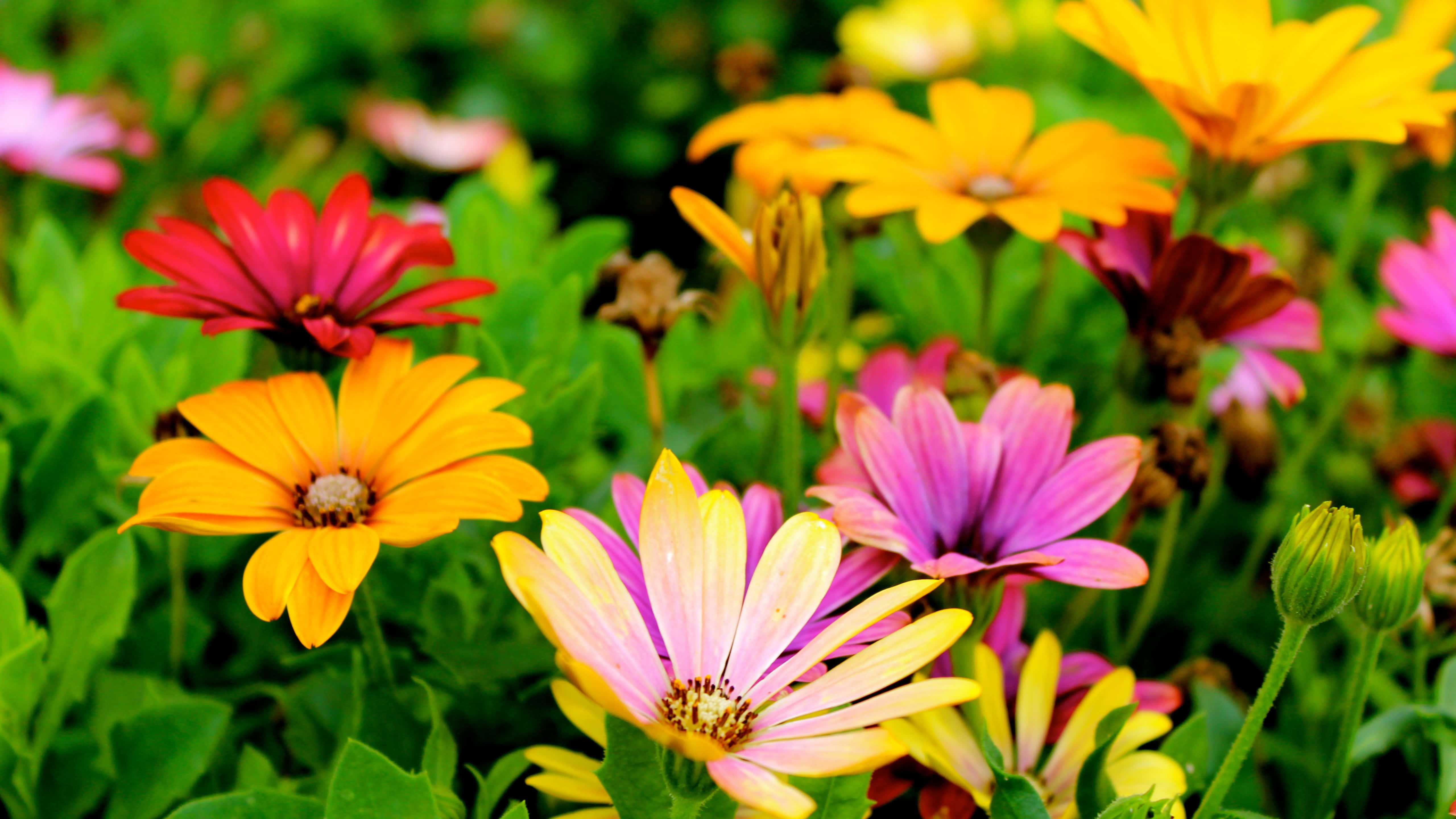 colorful daisies, vibrant orange, pink, 5K Desktop Wallpaper
