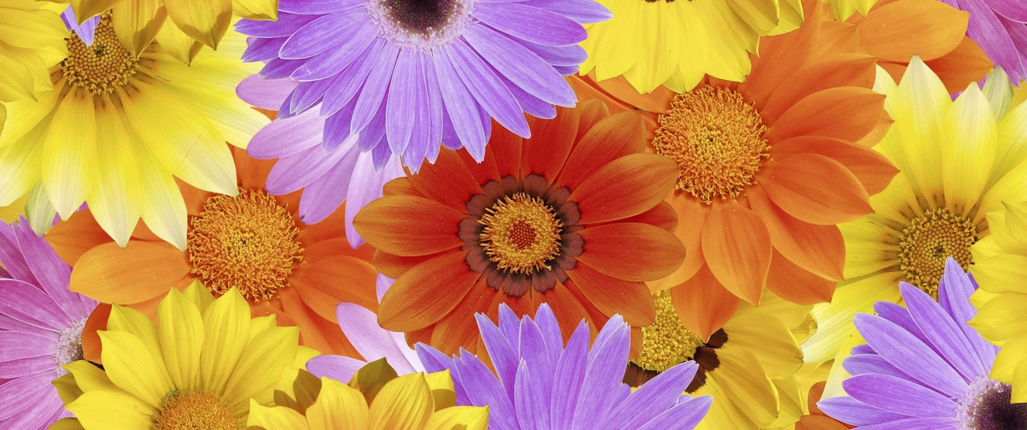 Colorful Daisies, vibrant yellow, purple, 2K Desktop Wallpaper