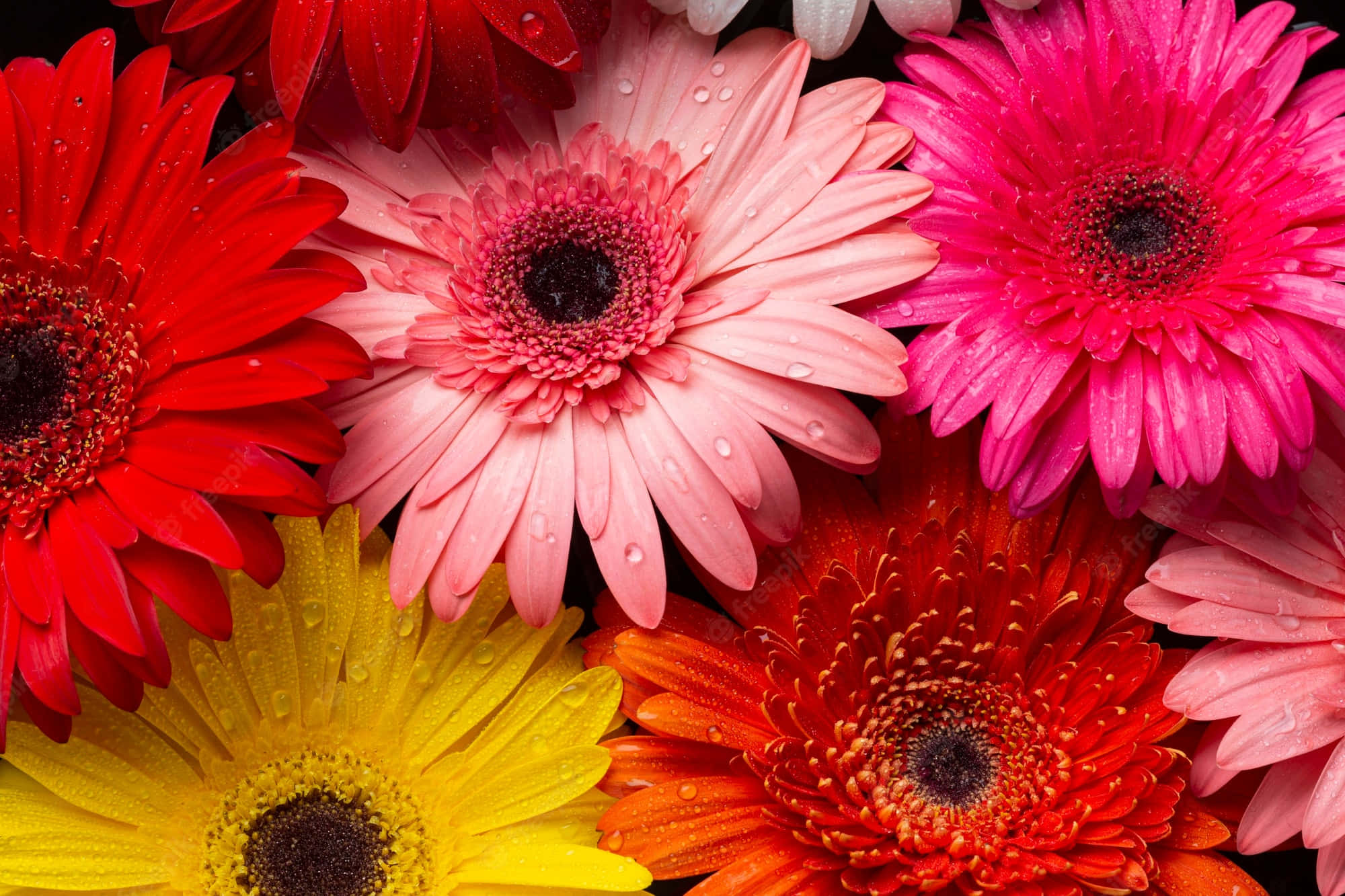 gerbera daisies, red, pink, Full HD Desktop Wallpaper
