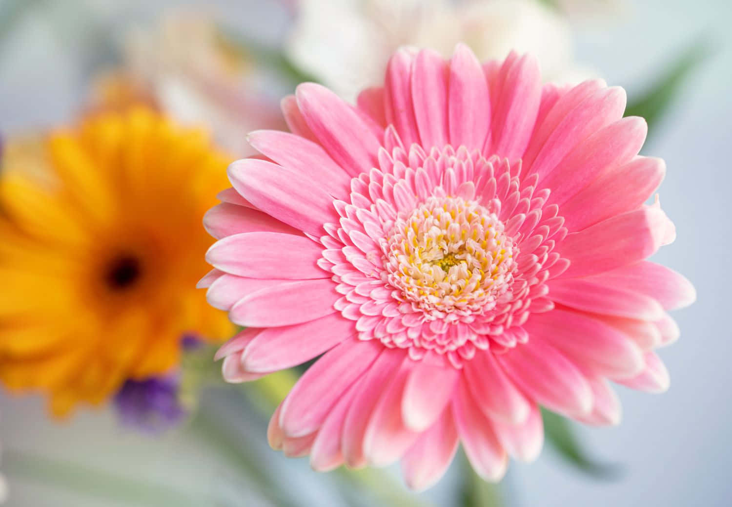 vibrant pink gerbera daisy, delicate layered petals, yellow center, HD Desktop Wallpaper