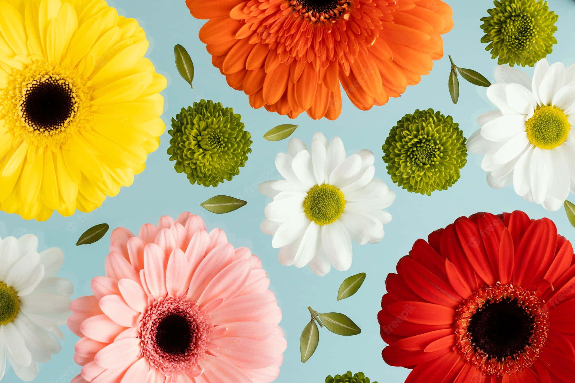 gerbera daisies, chrysanthemums, bold colors, Full HD Desktop Wallpaper