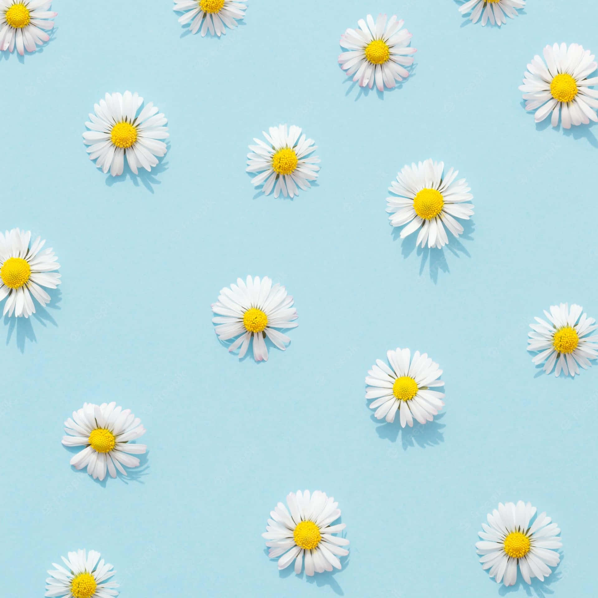 blue background, white daisies, yellow centers, Full HD Desktop Wallpaper