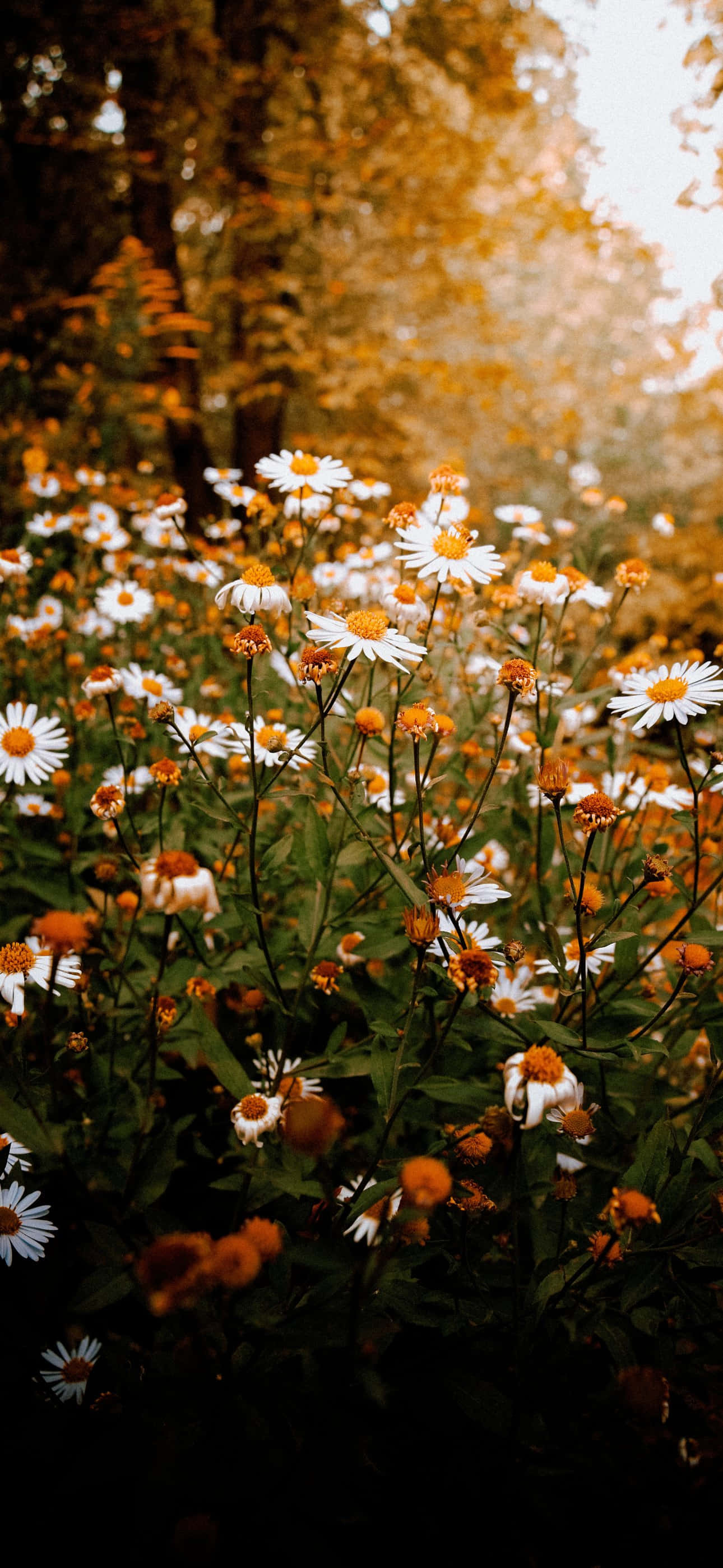autumn daisy field, golden trees, white daisies, 2K Phone Wallpaper