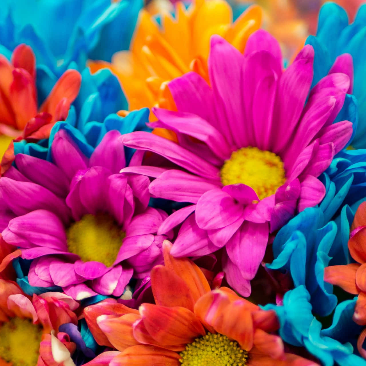vibrant floral explosion, multicolored daisies, pink, HD Desktop Wallpaper