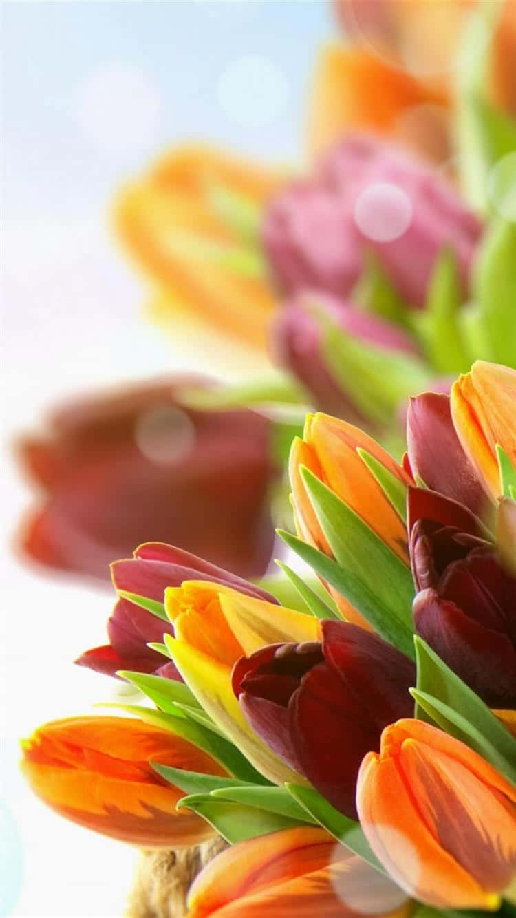 Colorful Flowers iPhone, vibrant orange, deep red tulips, HD Phone Wallpaper