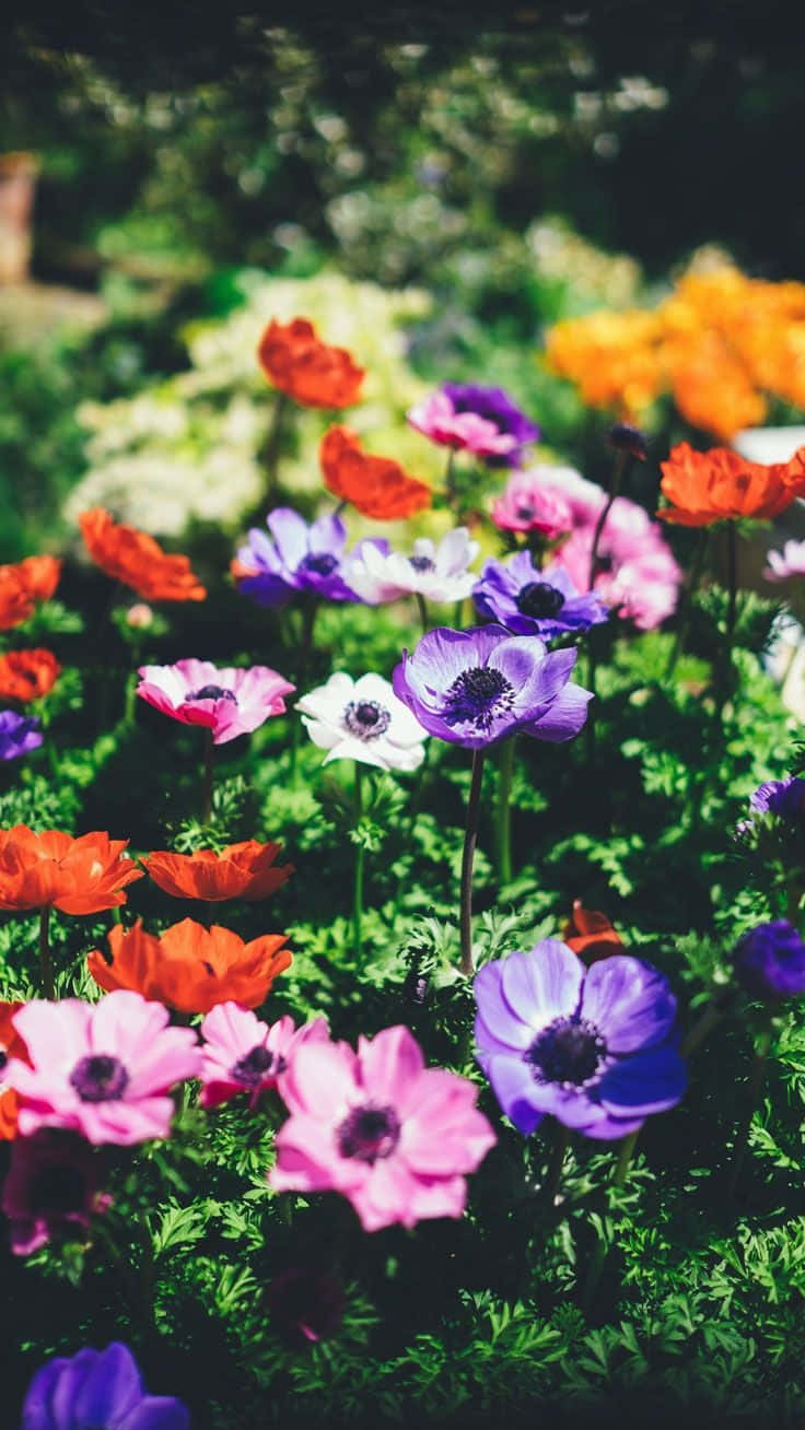 Colorful Flowers iPhone, vibrant purple, pink, HD Phone Wallpaper