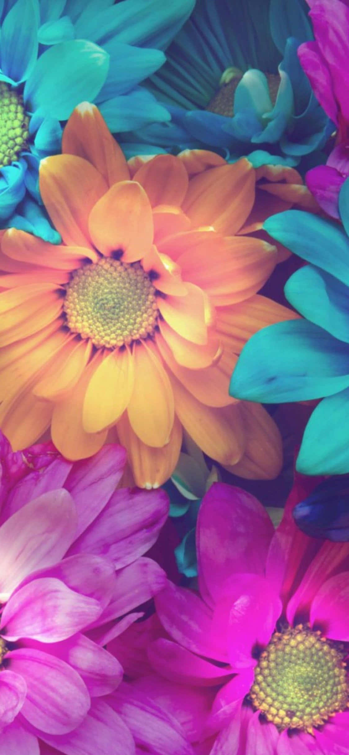 Colorful Flowers iPhone, daisies, electric pink, Full HD Phone Wallpaper