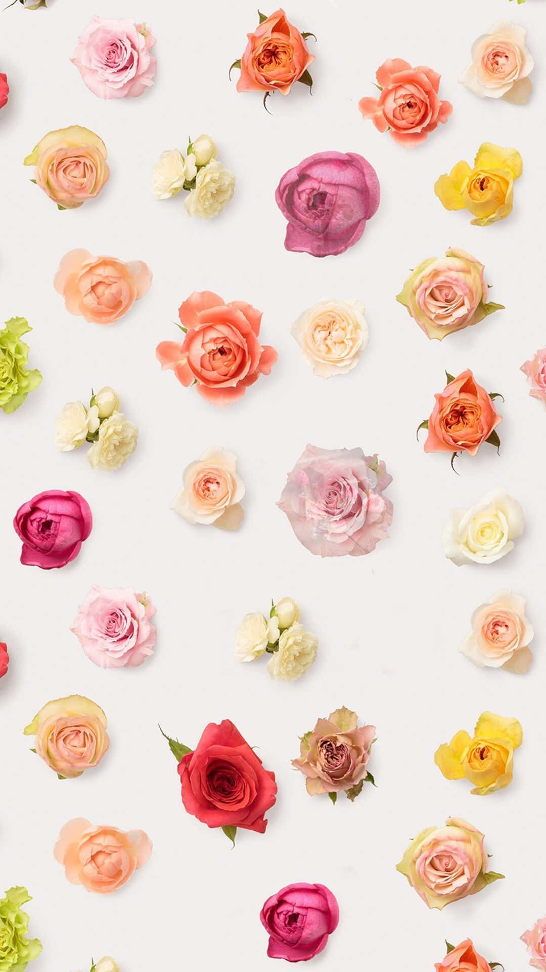 colorful flowers iPhone, pink, orange, Full HD Phone Wallpaper