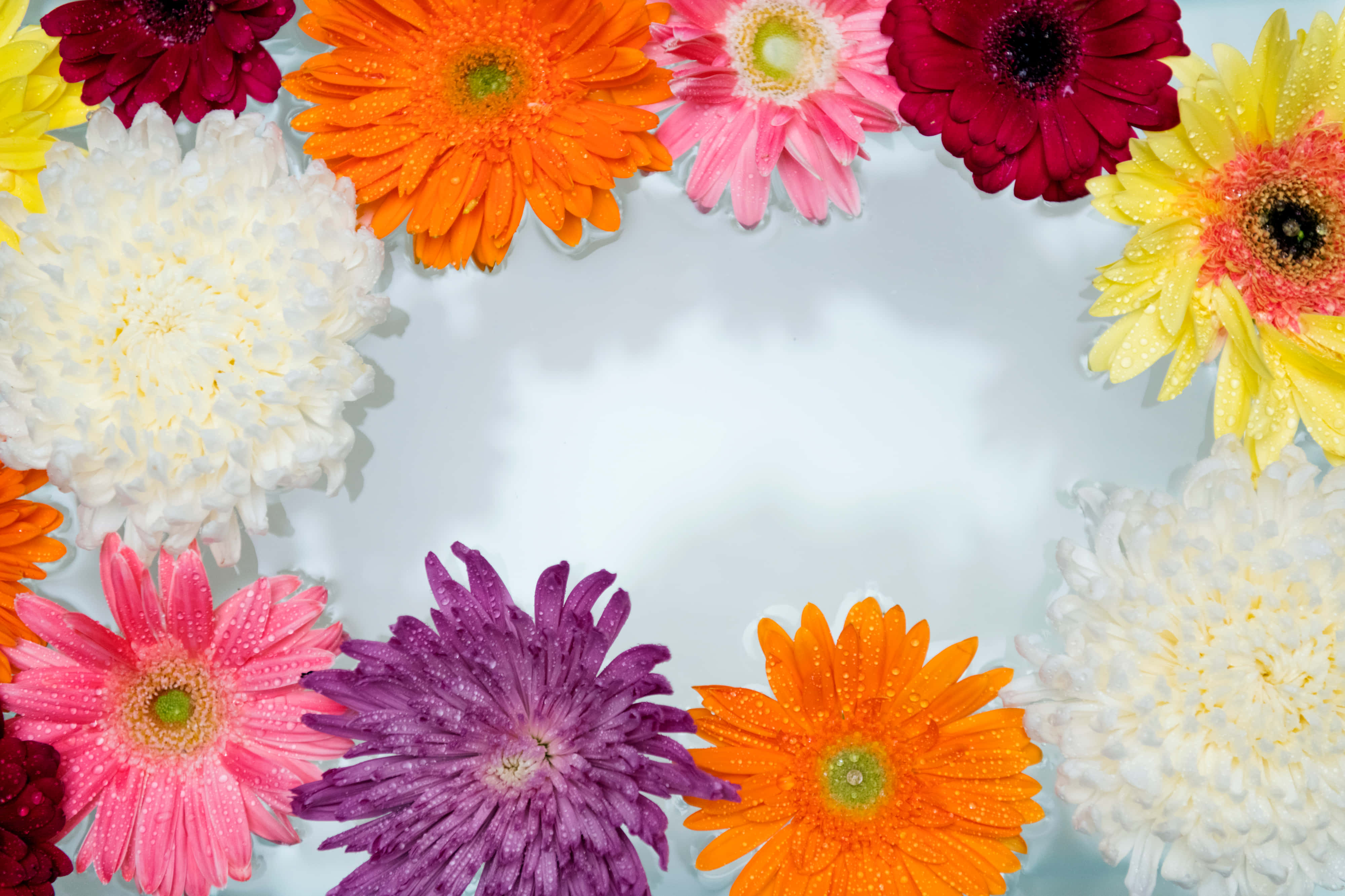 Colorful Daisies Border, vibrant multicolored flowers, dewdrops, 4K Desktop Wallpaper