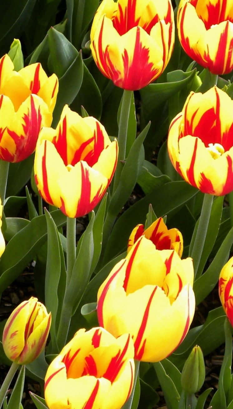 colorful flowers, yellow tulips, red streaks, HD Phone Wallpaper