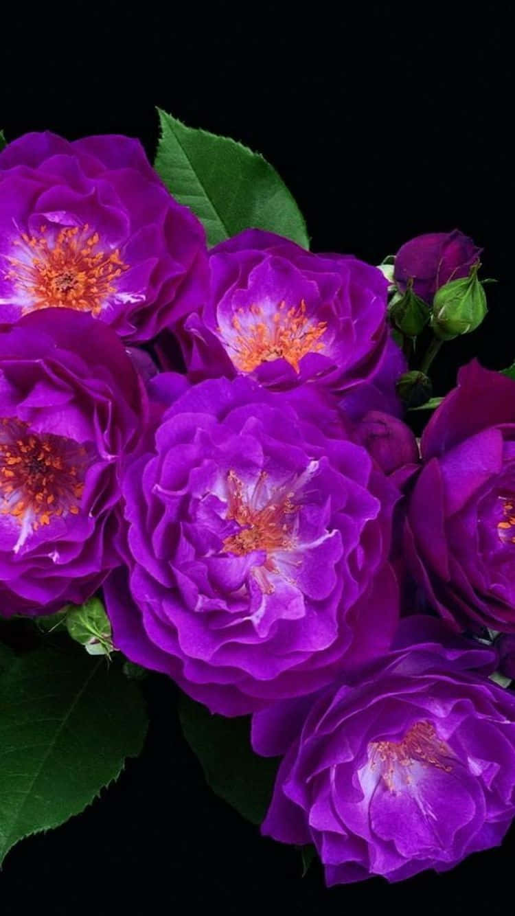 Colorful Flowers iPhone, vibrant purple roses, orange stamens, HD Phone Wallpaper