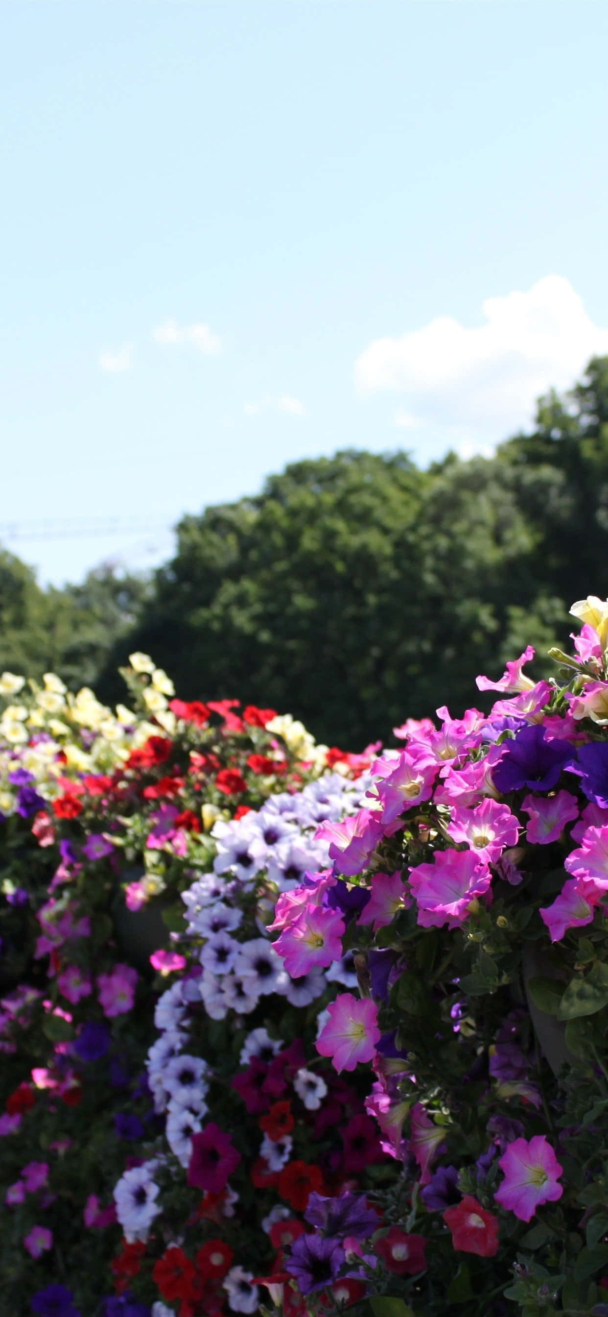 petunias, red purple pink and white, green trees, 2K Phone Wallpaper