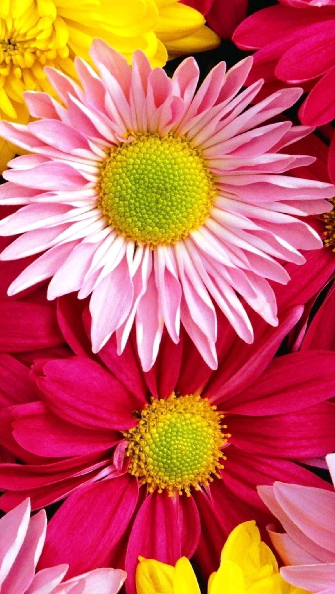 pink magenta, yellow daisies, green centers, Full HD Phone Wallpaper