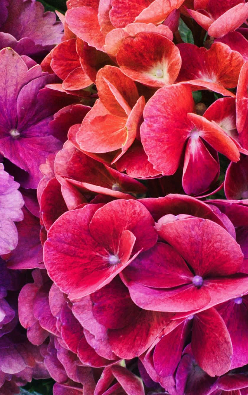colorful flowers, iPhone, red hydrangea, HD Phone Wallpaper