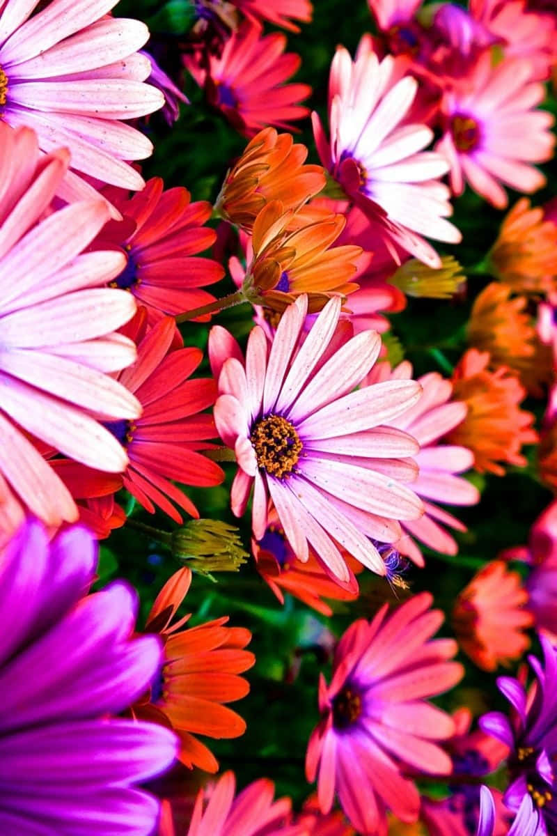 colorful flowers iphone, pink, orange, SD Phone Wallpaper