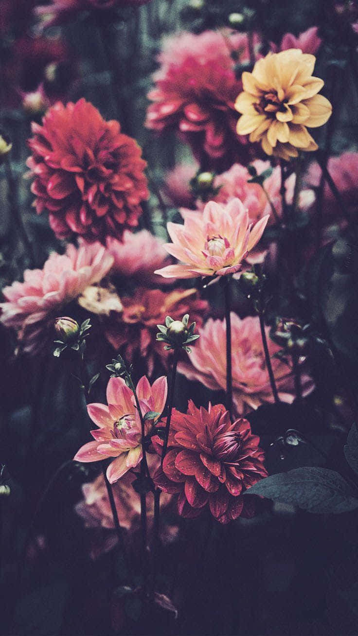 Colorful Flowers iPhone, pink red, yellow, HD Phone Wallpaper