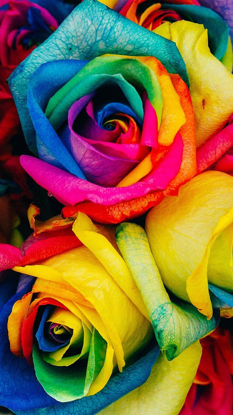 colorful flowers, iPhone, rainbow-colored roses, HD Phone Wallpaper