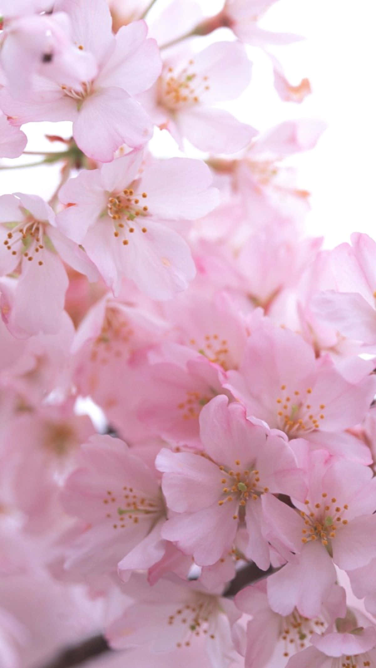 pink flower, cherry blossoms, branch, Full HD Phone Wallpaper