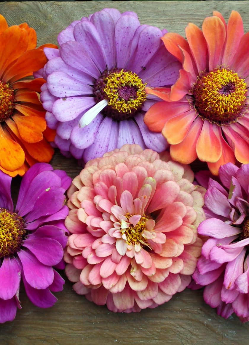 iPhone, zinnias, orange, SD Phone Wallpaper