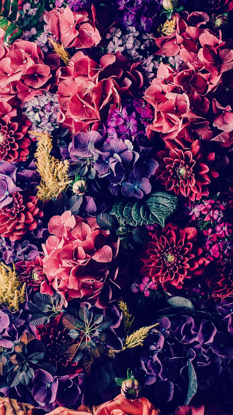 Colorful Flowers iPhone, pink, purple, HD Phone Wallpaper