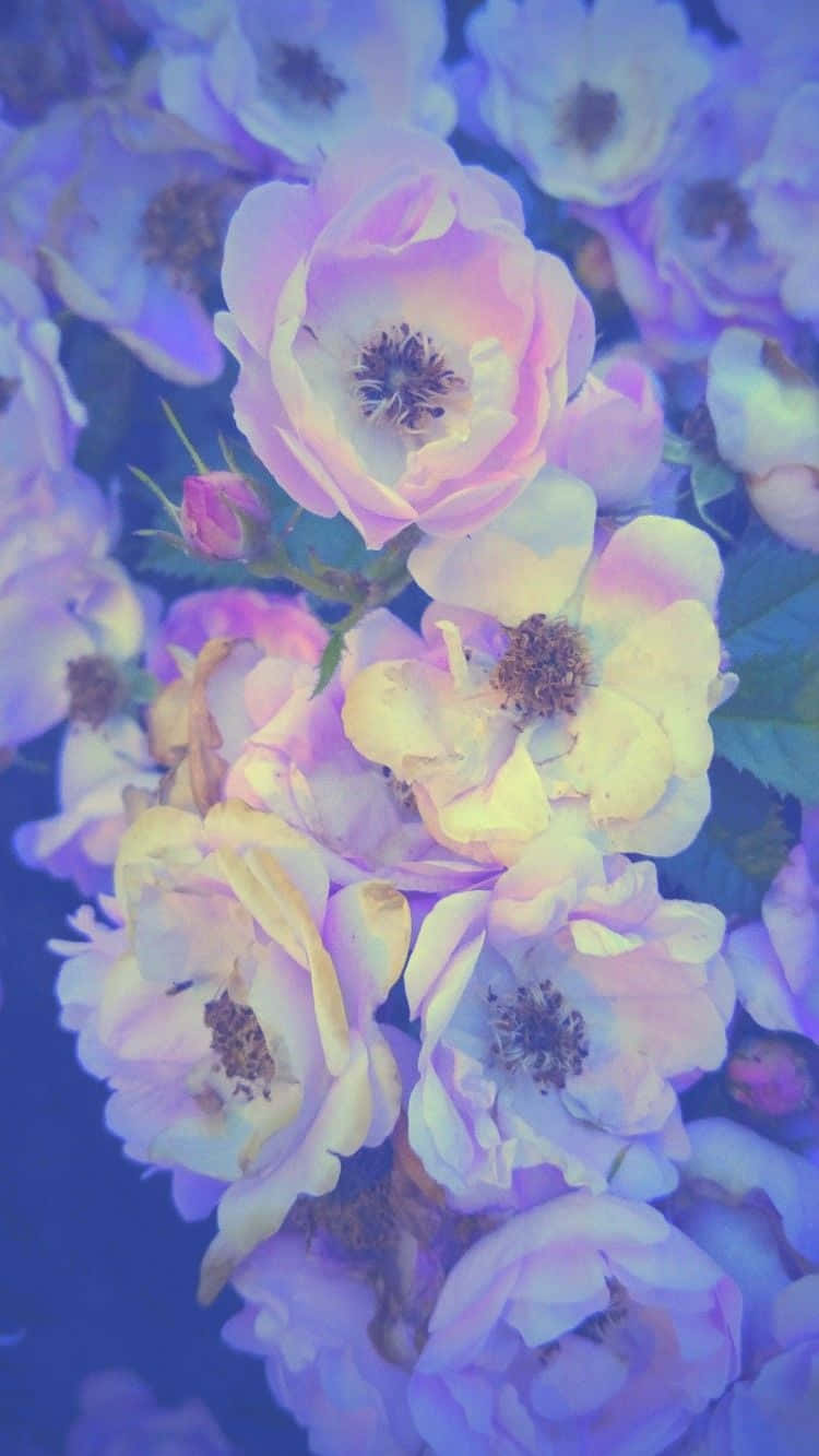 Colorful Flowers iPhone, pastel roses, lavender, HD Phone Wallpaper