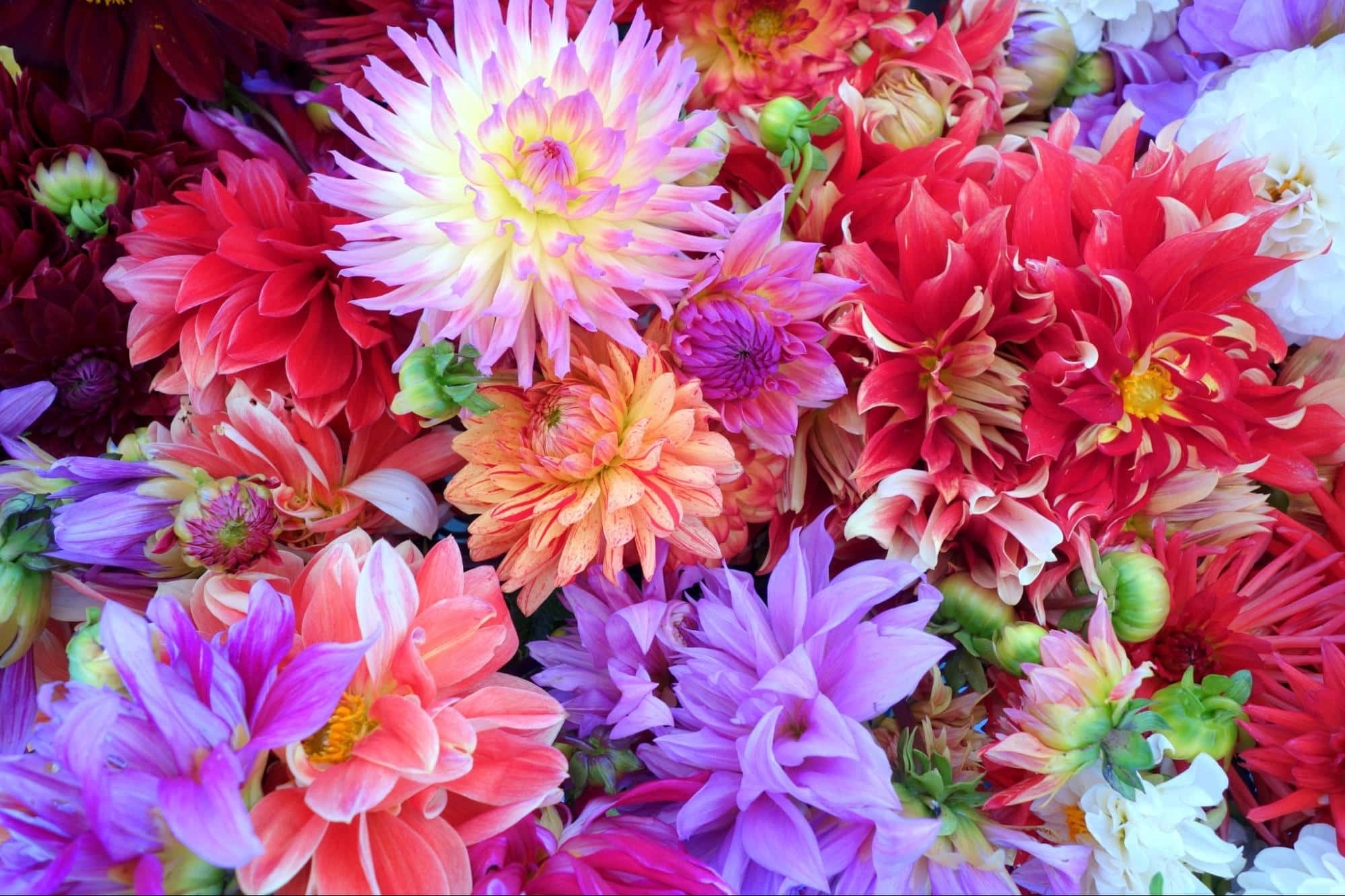 annual rare flowers, dahlia flowers, reds, Full HD Desktop Wallpaper