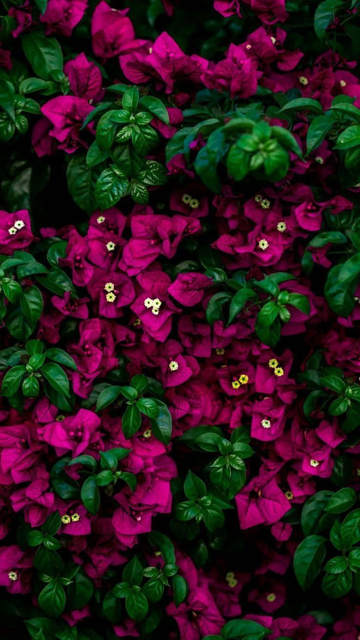 Colorful Magenta Flowers iPhone, magenta, bougainvillea, HD Phone Wallpaper