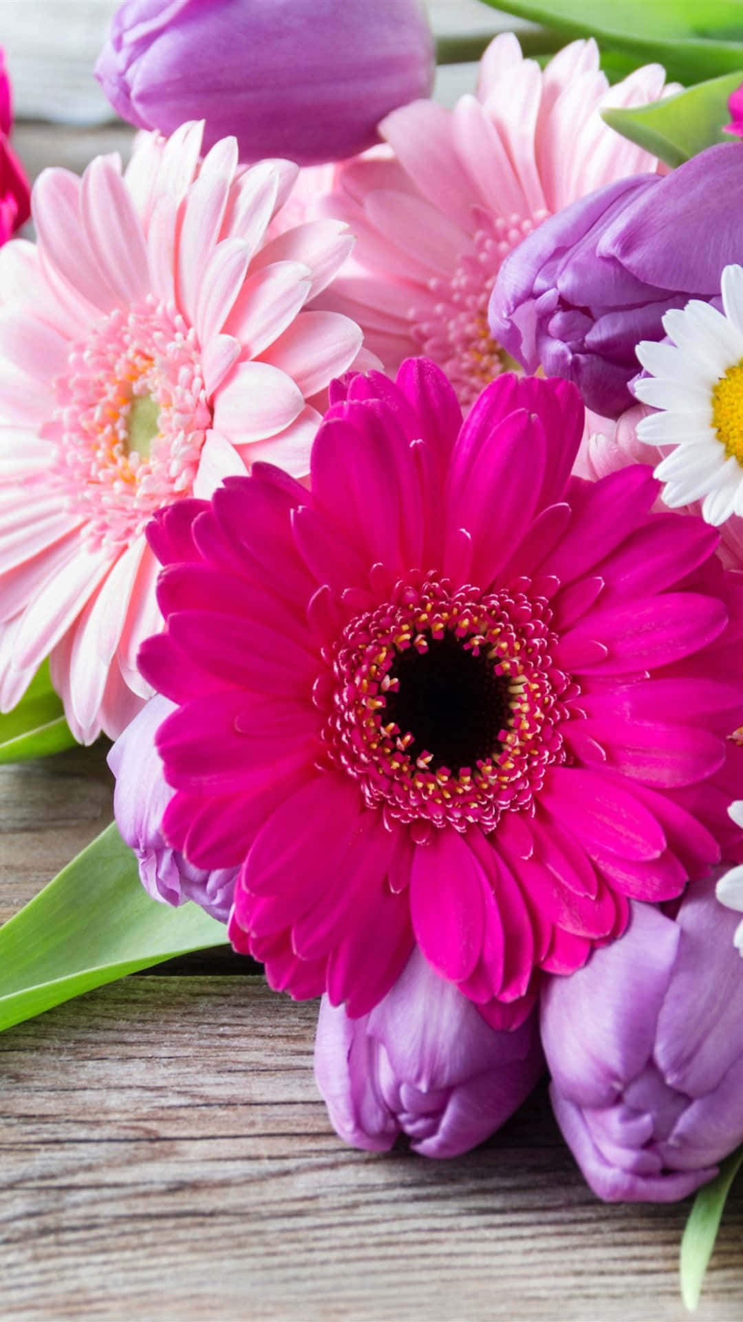 Colorful Flowers iPhone, pink gerbera daisies, purple tulips, Full HD Phone Wallpaper