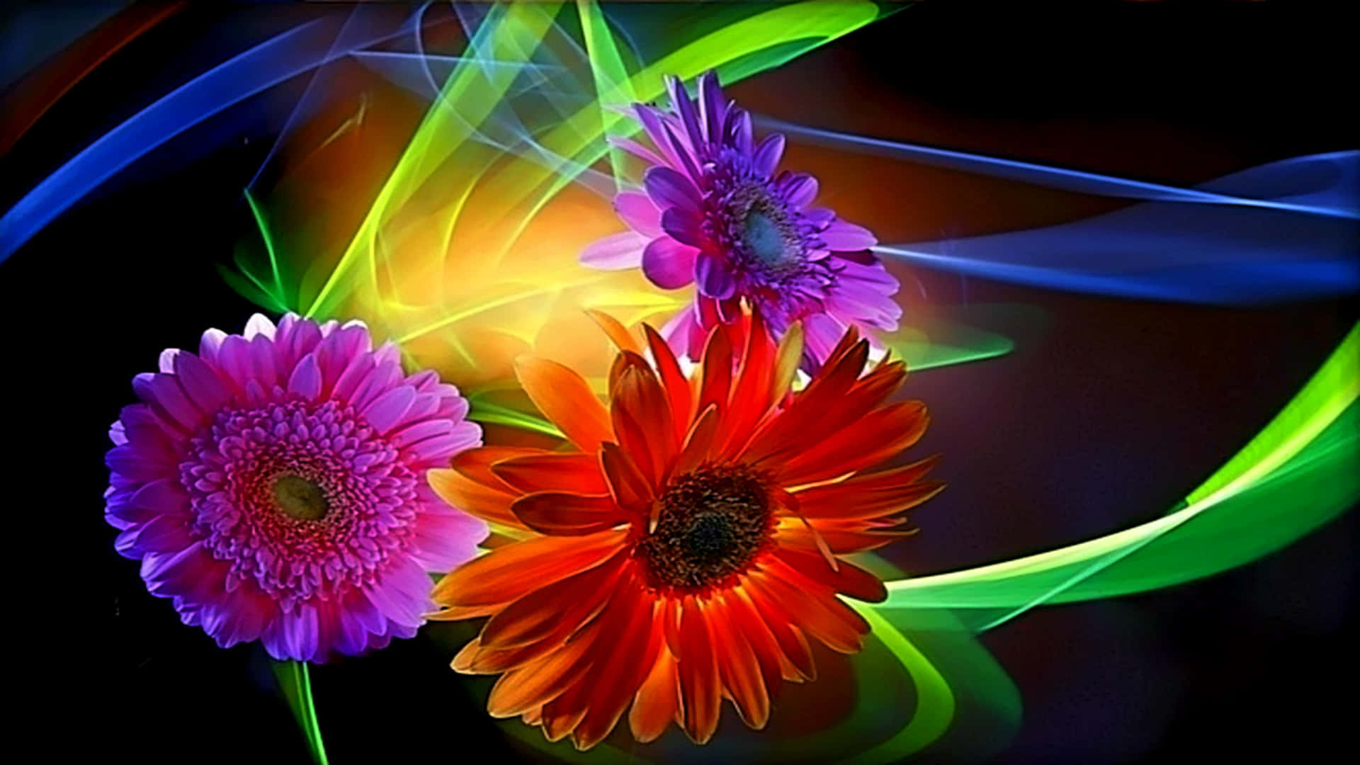 purple, orange, gerbera daisies, Full HD Desktop Wallpaper