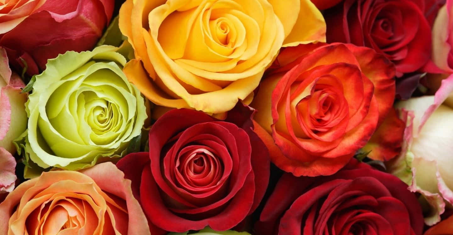 colorful flowers, roses, red, HD Desktop Wallpaper